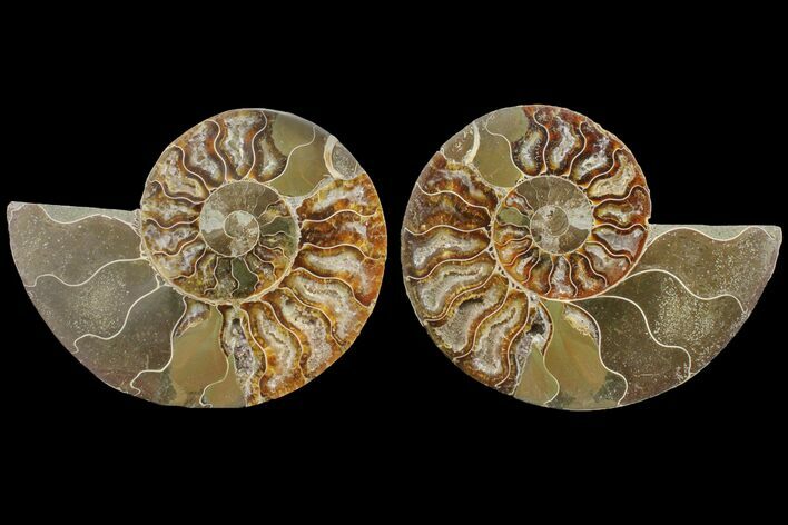 Bargain, Cut & Polished Ammonite Fossil - Madagascar #148042